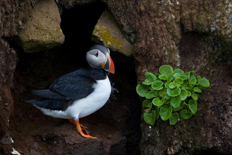 Atlantic Puffin